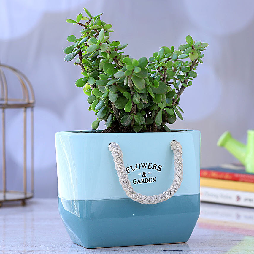 Jade Plant In Basket Ceramic Pot