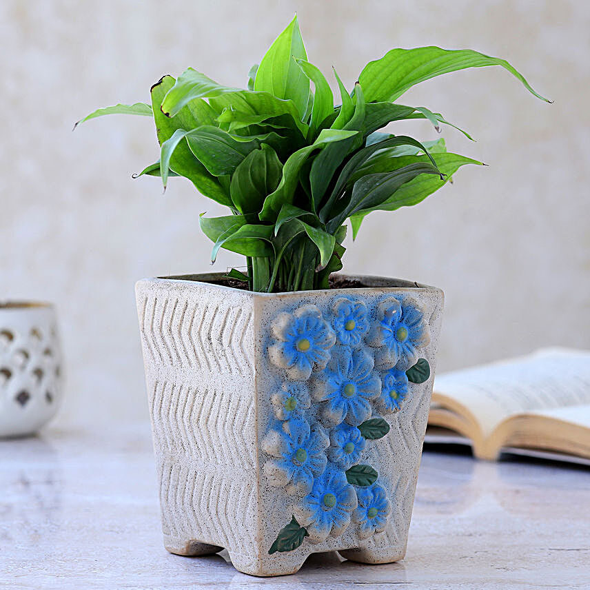 Peace Lily Plant In Flower Embossed Pot