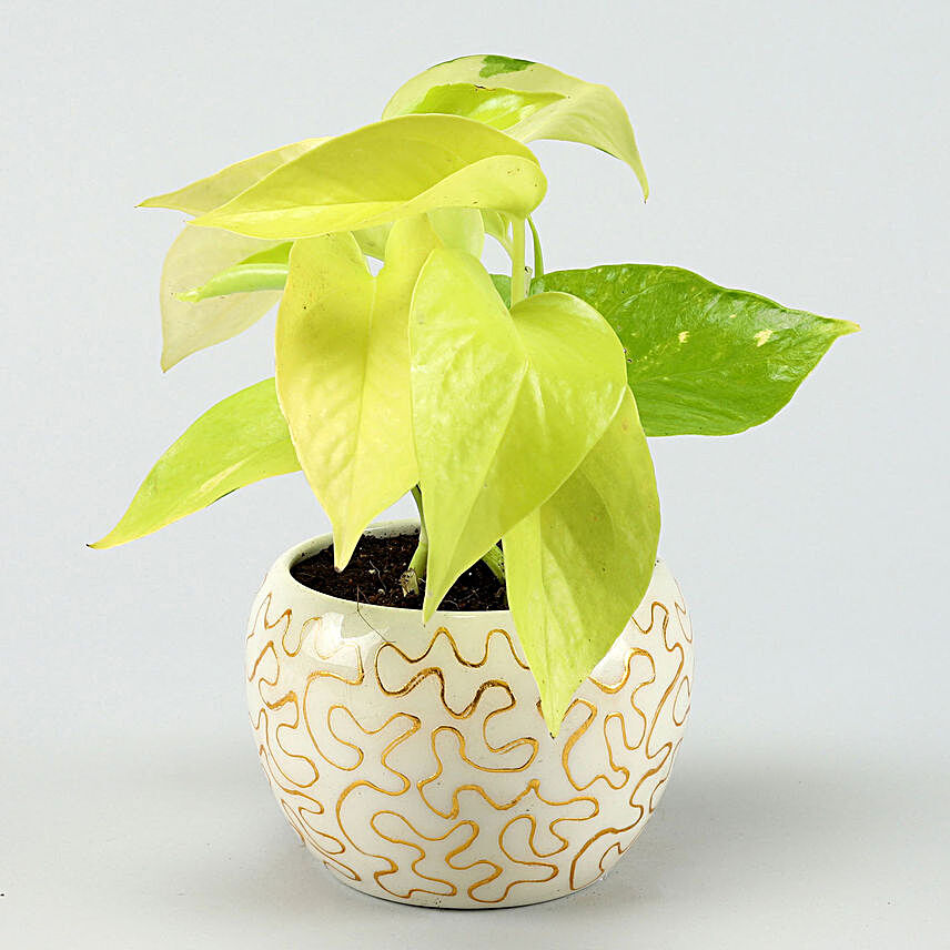 Golden Money Plant In Enamel Embroidery Metal Pot Hand Delivery