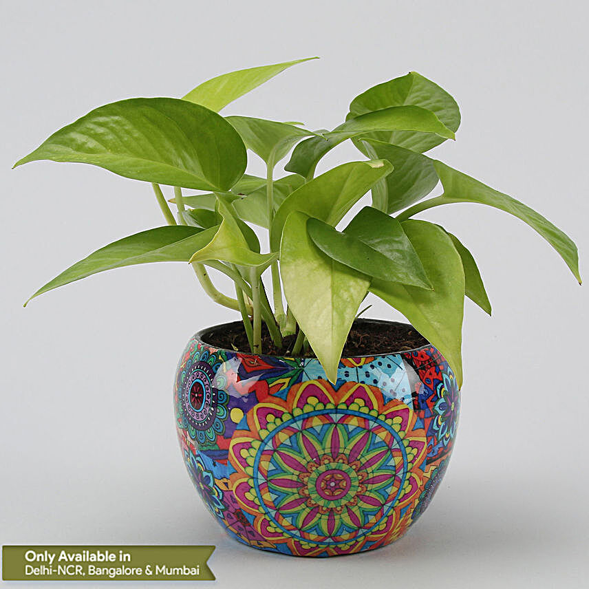 Money Plant In Colourful Rajwada Printed Pot Hand Delivery:Air Purifying Plants
