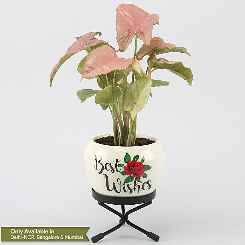 Pink Syngonium Plant In Best Wishes Metal Pot Hand Delivery
