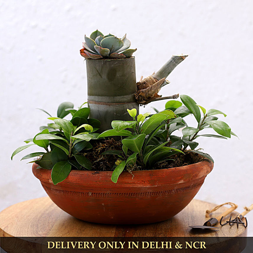 Lovely Plants Trio In Handmade Terracotta Pot