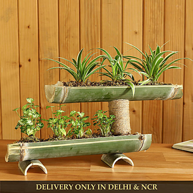 Plants Same Day Delivery in India FNP