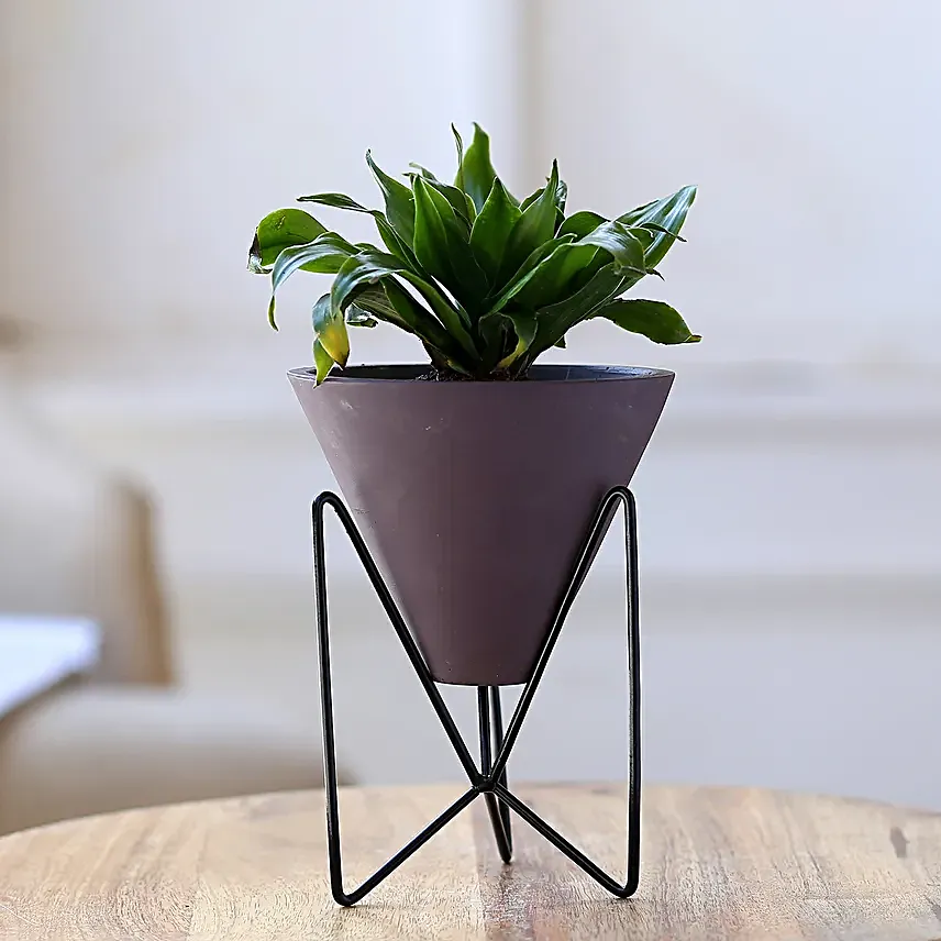 Dracaena Plant In Triangular Pot With Stand