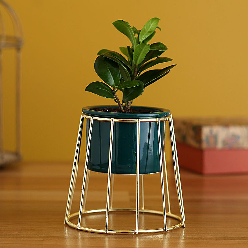 Ficus Compacta Plant In Golden Stand Ceramic Pot:Planter Stands