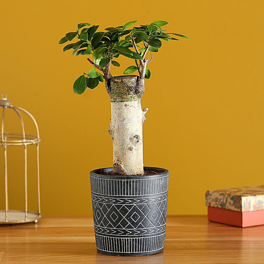 Ficus Trunk Plant In Tribal Ceramic Pot