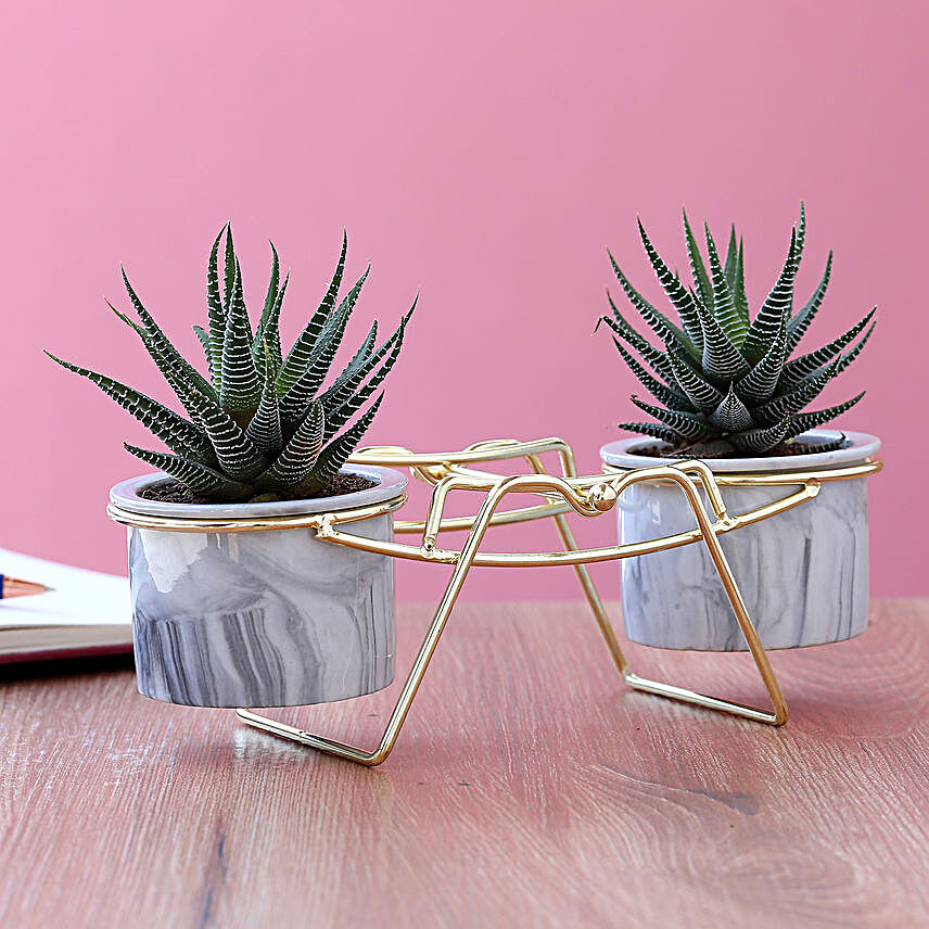 Haworthia Plant Duo In Ceramic Pots With Golden Stand:Planter Stands