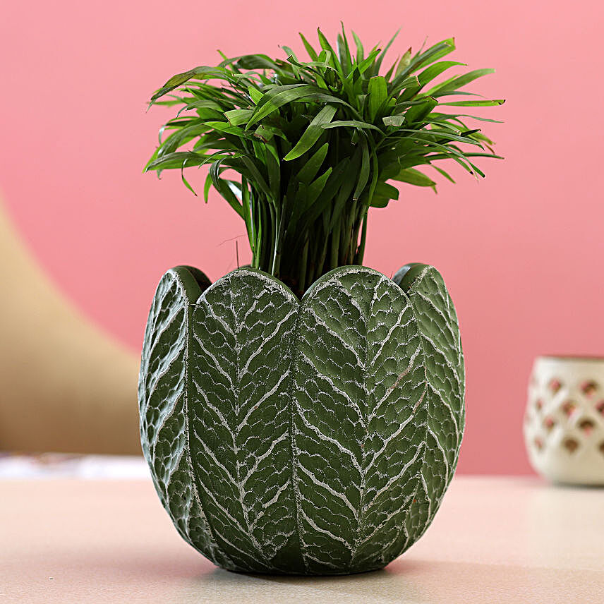 Chamaedorea Plant In Green & White Ceramic Pot