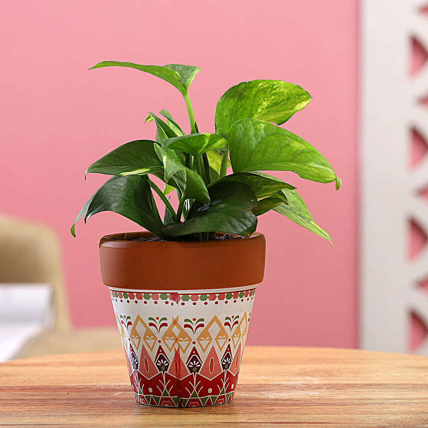 Money Plant In White & Pink Ceramic Pot