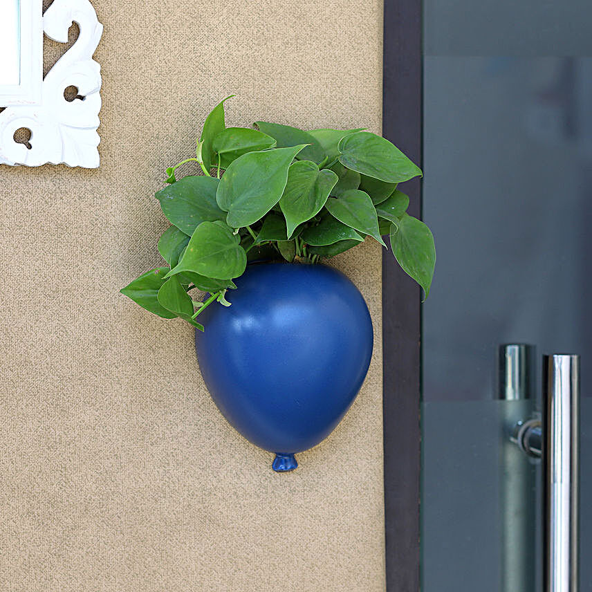 Oxycardium Plant In Blue Wall Hanging Planter