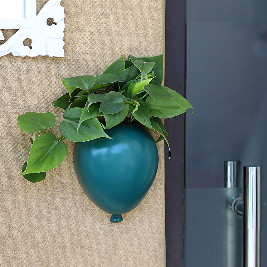 Oxycardium Plant In Green Wall Hanging Planter