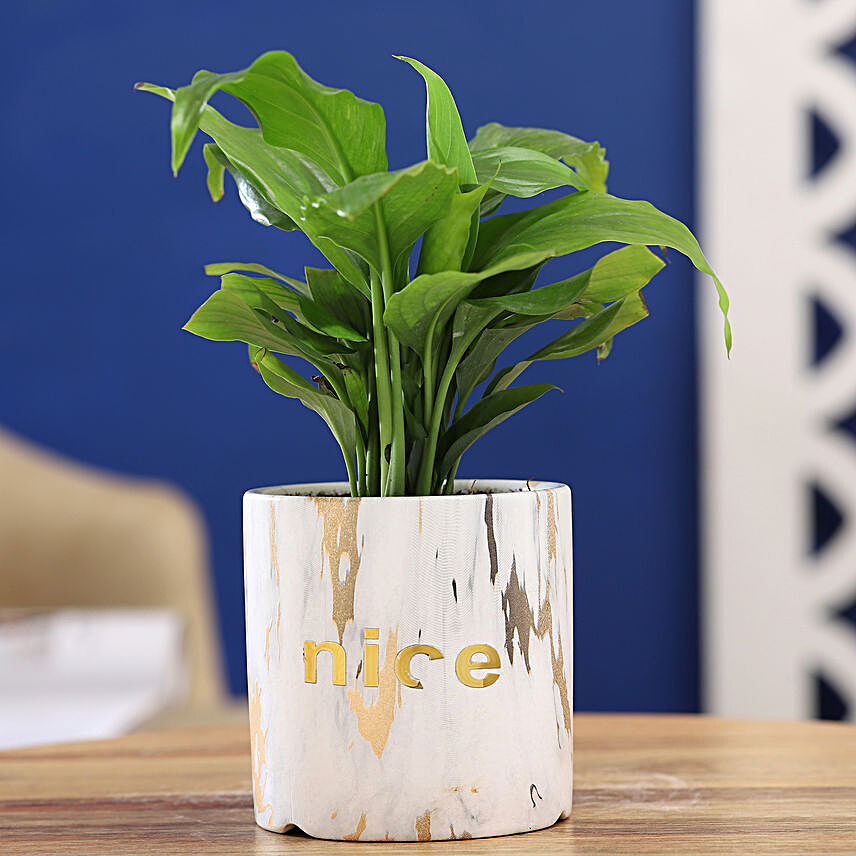 Peace Lily Plant In Golden & White Pot
