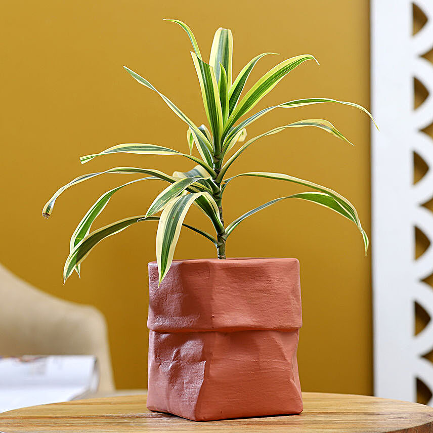 Song Of India Plant In Sack Shaped Pot