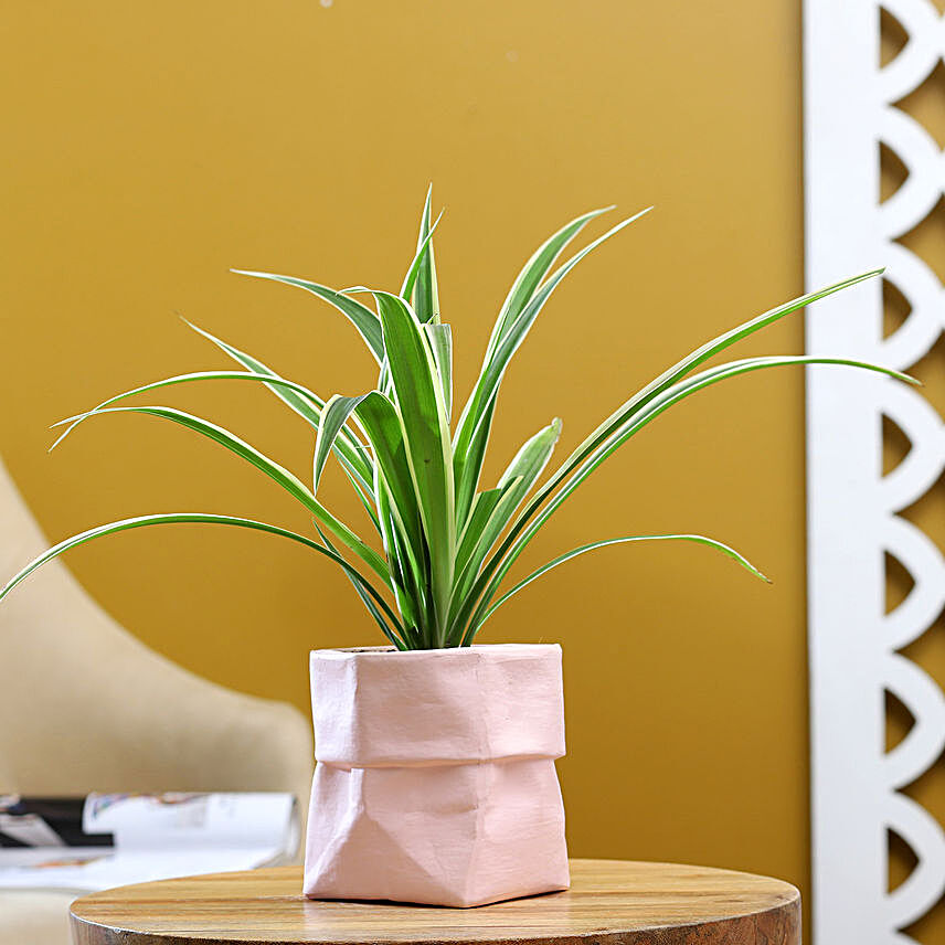 Spider Plant In Sack Shaped Pot