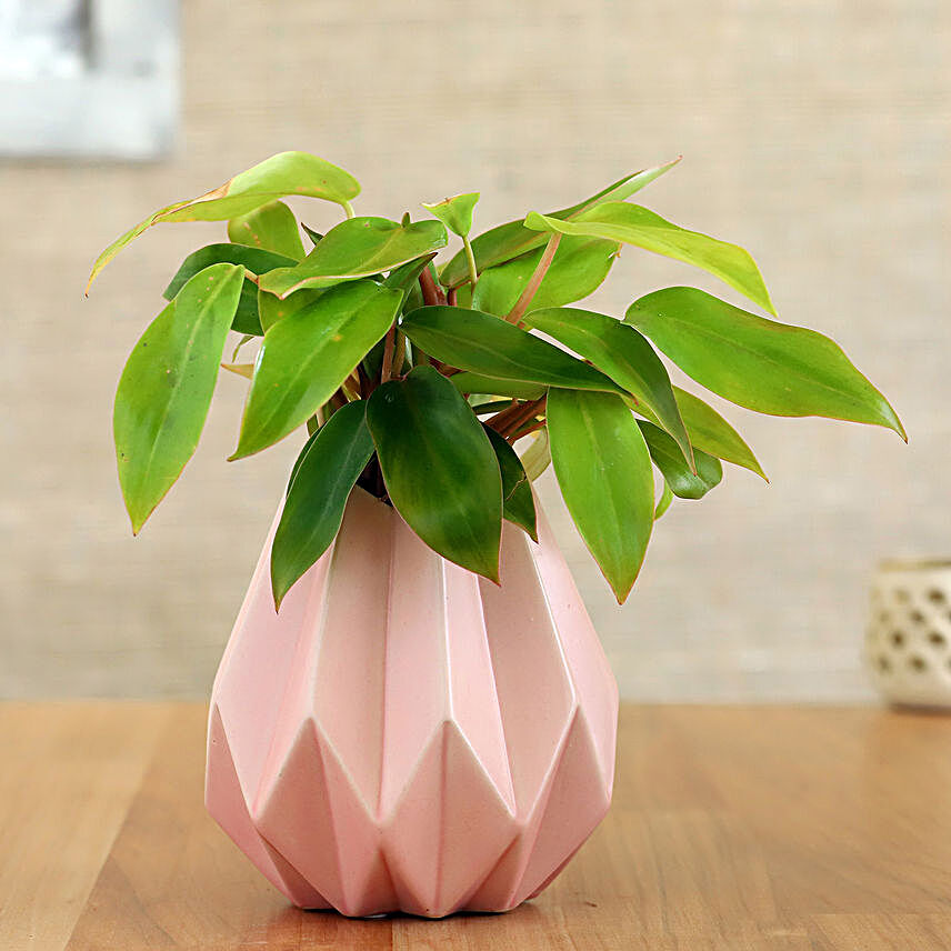 Red Philodendron Plant In Pink Conical Pot