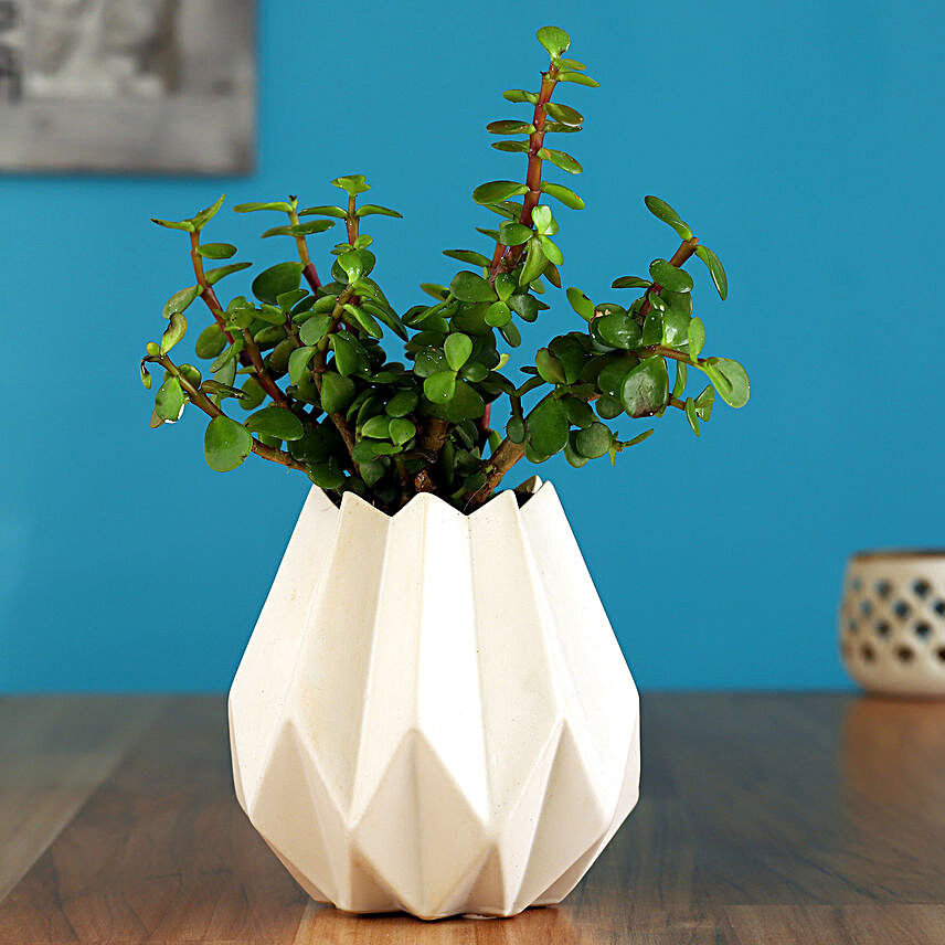 Jade Plant In White Conical Ceramic Pot