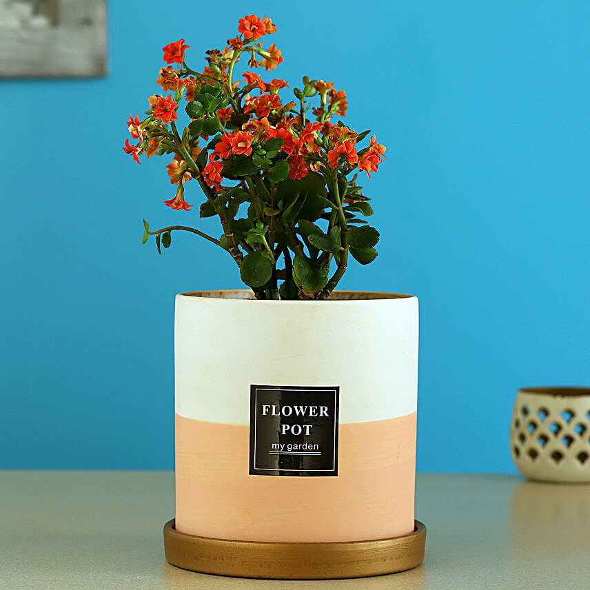 Kalanchoe Plant In Ceramic Pot With Golden Plate
