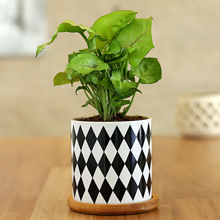 Syngonium Plant In Chess Pattern Wooden Plate Pot:Gifts for Sports-lovers