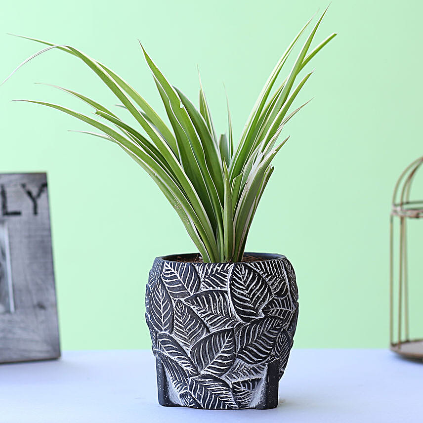 Spider Plant In Leaves Embossed Planter