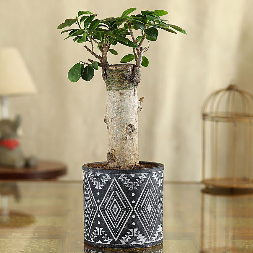 Ficus Trunk Plant In Black Pipe Shape Pot:Folk Art Planters