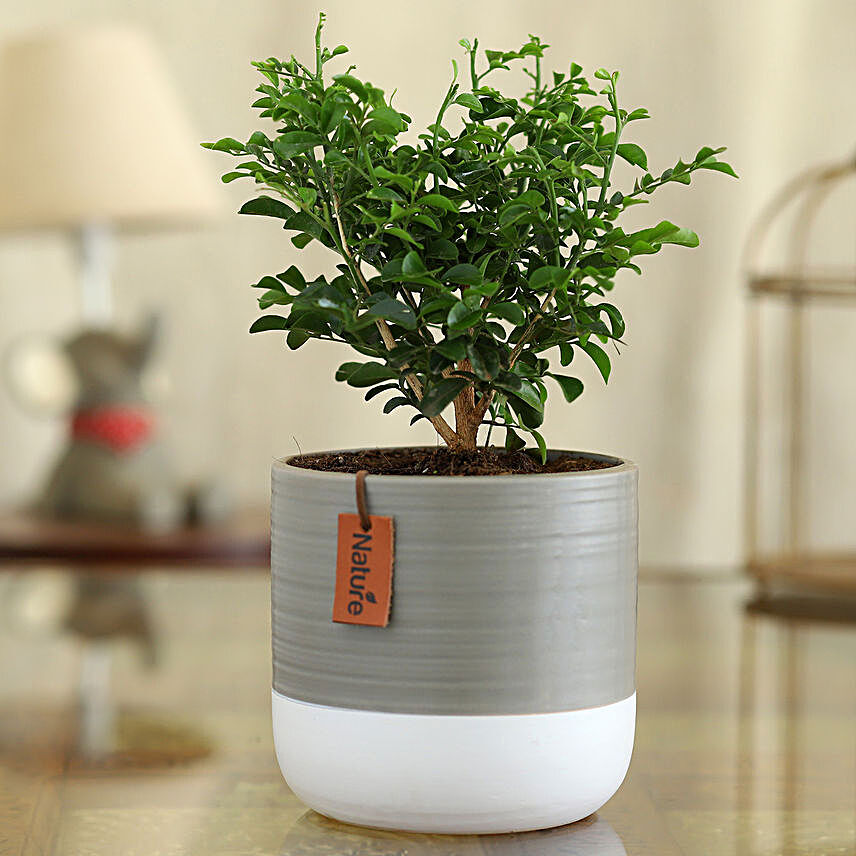 Murraya Plant In Grey & White Striped Ceramic Pot