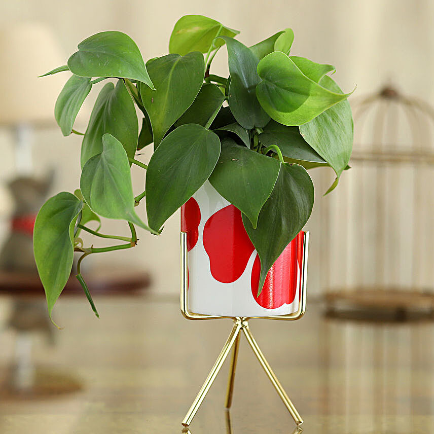 Oxycardium Plant In Flower Print Pot With Golden Stand:Planter Stands