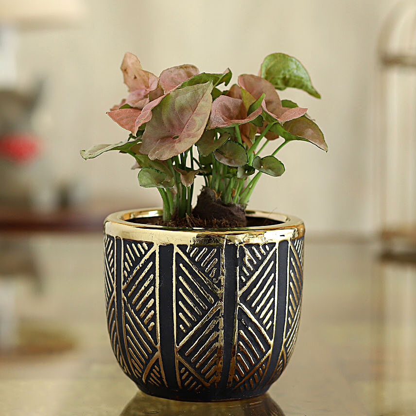 Syngonium Plant In Black & Gold Oval Pot