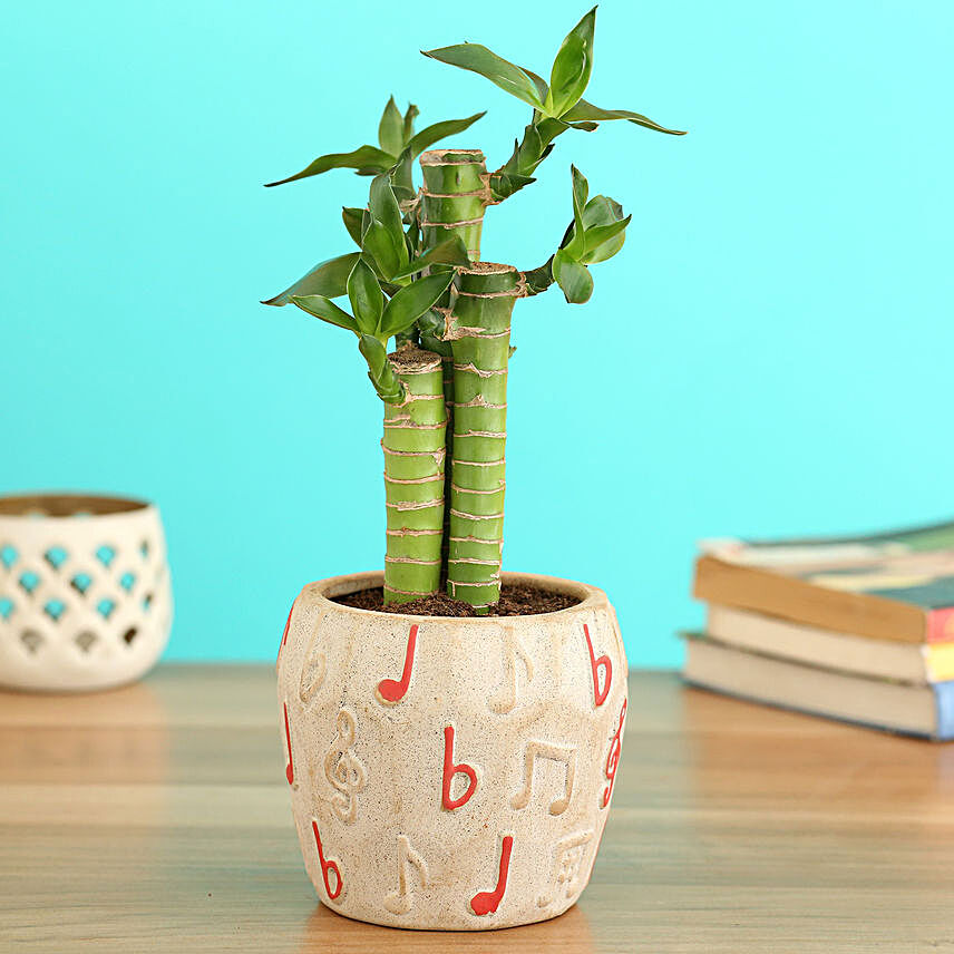 Cut Leaf Bamboo Plant In Musical Planter