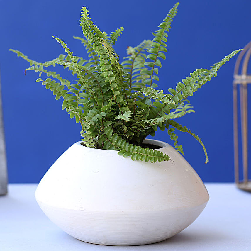 Fern Plant In Triangular Ceramic Pot