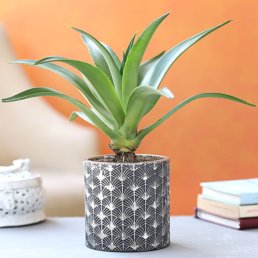 Lotus Cactus Plant In Beautiful Ceramic Pot