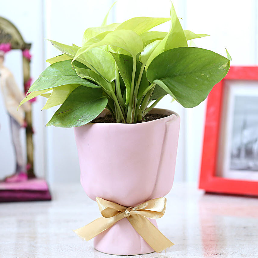 Money Plant In Glass Planter With Bow