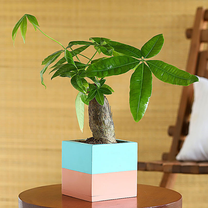 Pachira Plant In Blue & Pink Wooden Square Pot
