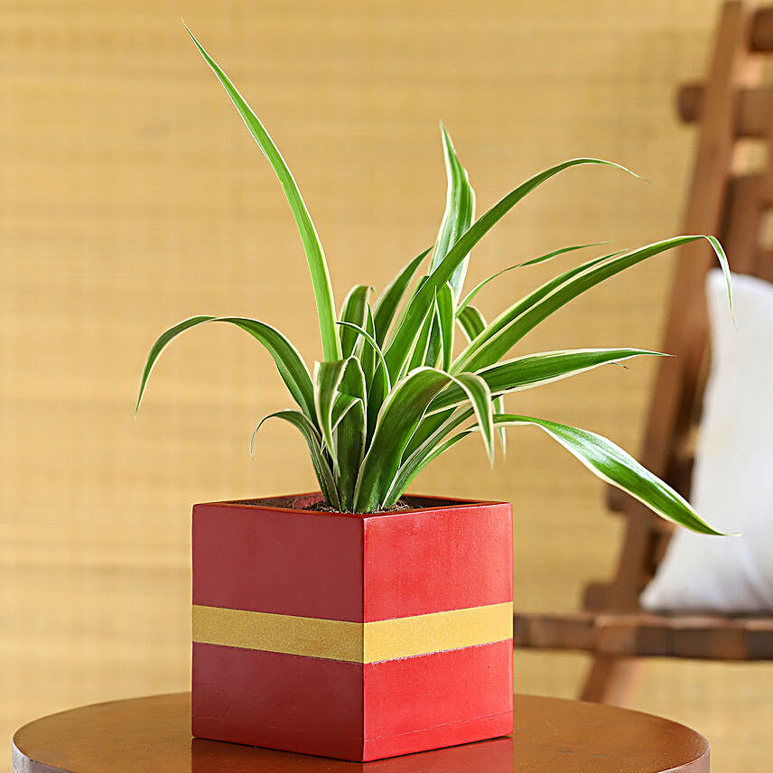 Spider Plant In Red & Golden Wooden Square Pot