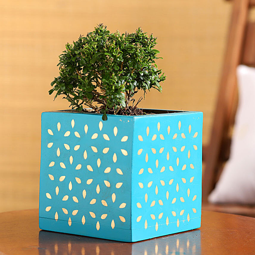 Table Kamini Plant In Teal Wooden Square Pot