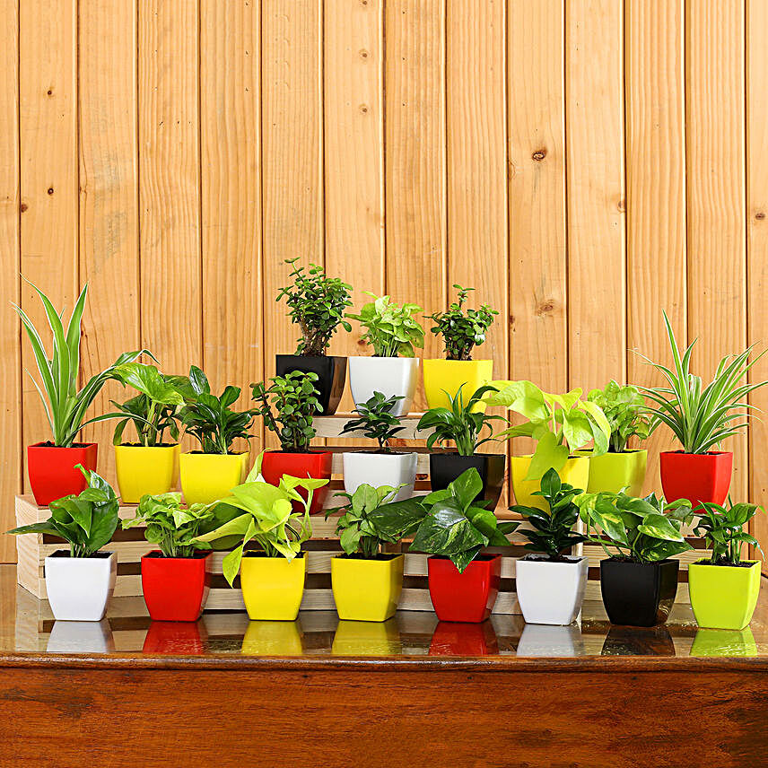 Set Of 20 Beautiful Plants In Plastic Pots