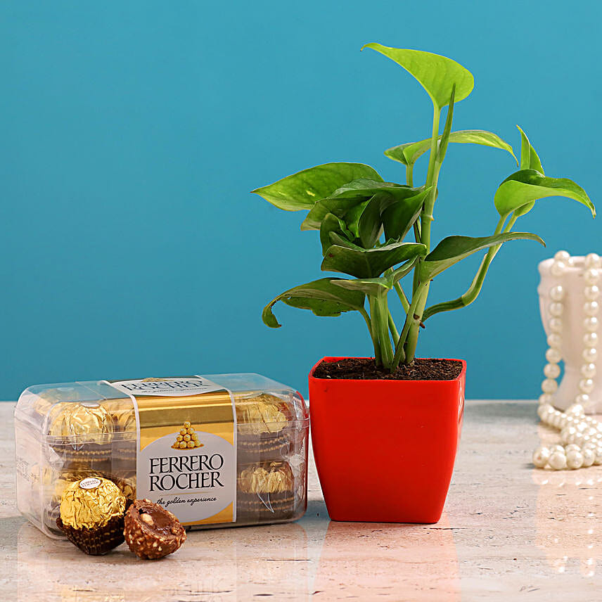 Money Plant Ferrero Rocher Combo