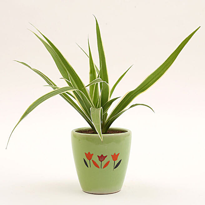 Buy/Send spider plant in ceramic pot Online FNP