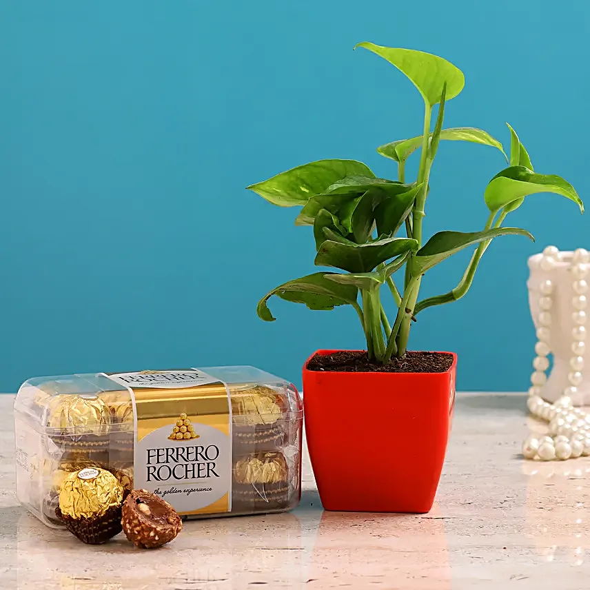 Money Plant And Ferrero Rocher Combo:Money Tree Plant Delivery