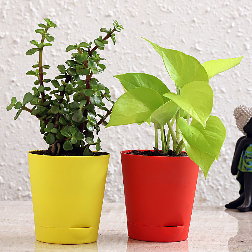 Money Plant Jade Plant Combo In Self Watering Pots:Good Luck Plants: Attract Prosperity