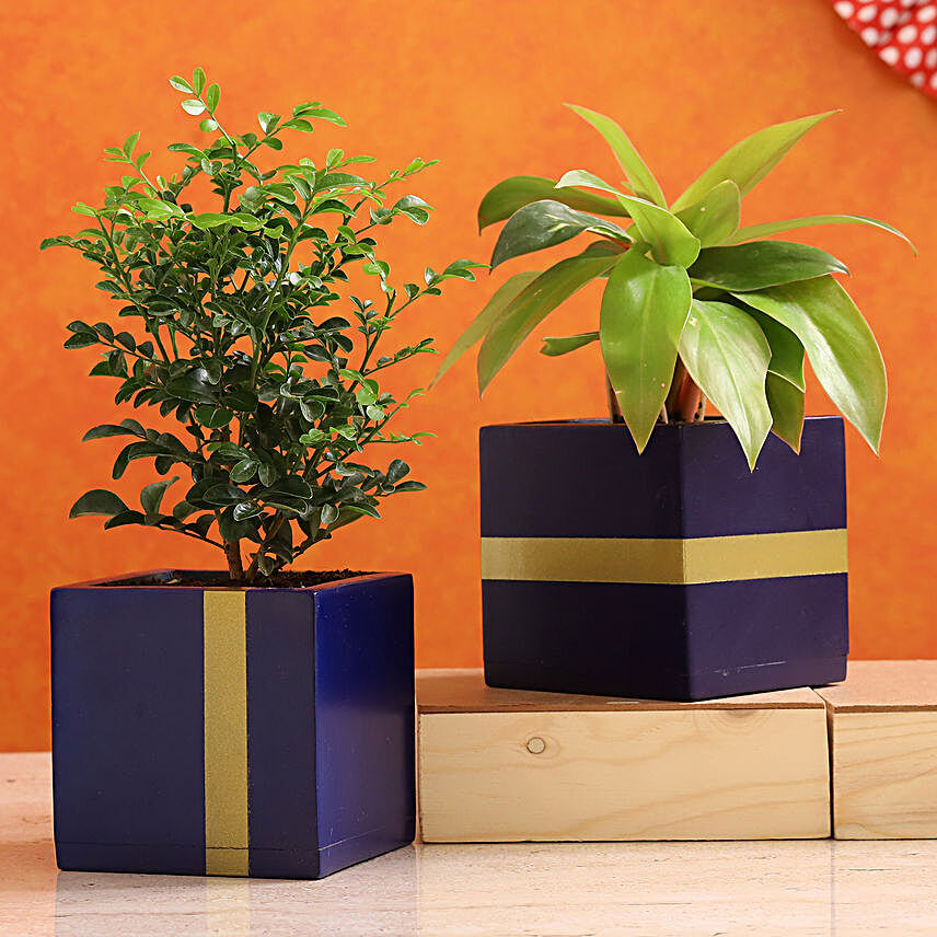 Philodendron & Murraya Plant Combo In Mango Wood Planters