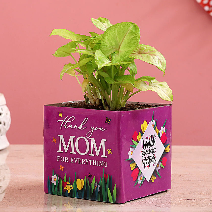 Syngonium Plant In Thank You Mom Glass Vase:Gifts for Mothers Day