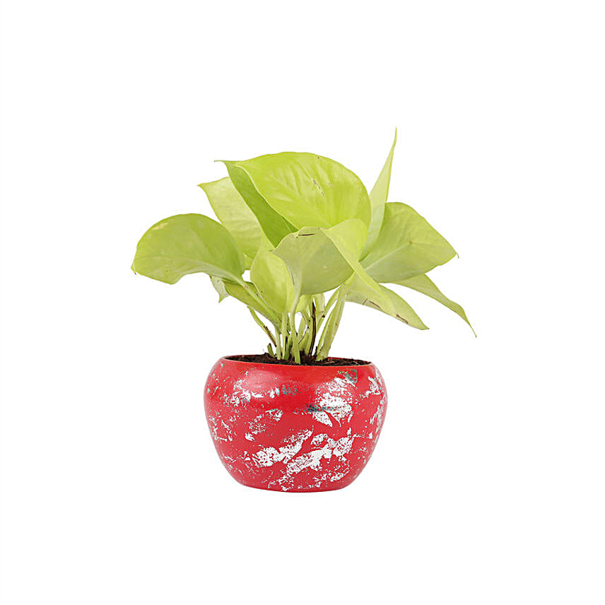 Golden Money Plant In Red Metal Pot