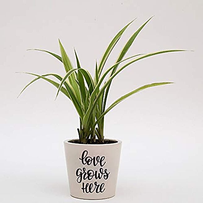 Buy/Send spider plant in printed ceramic pot Online FNP