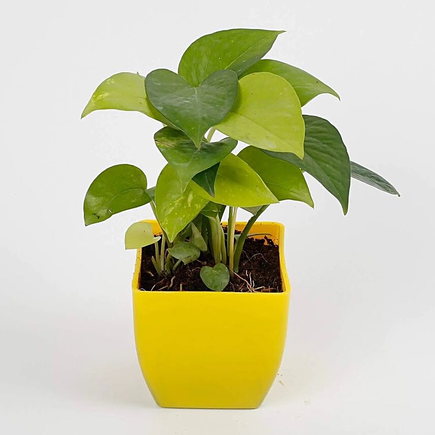 money plant live indoor yellow plastic pot