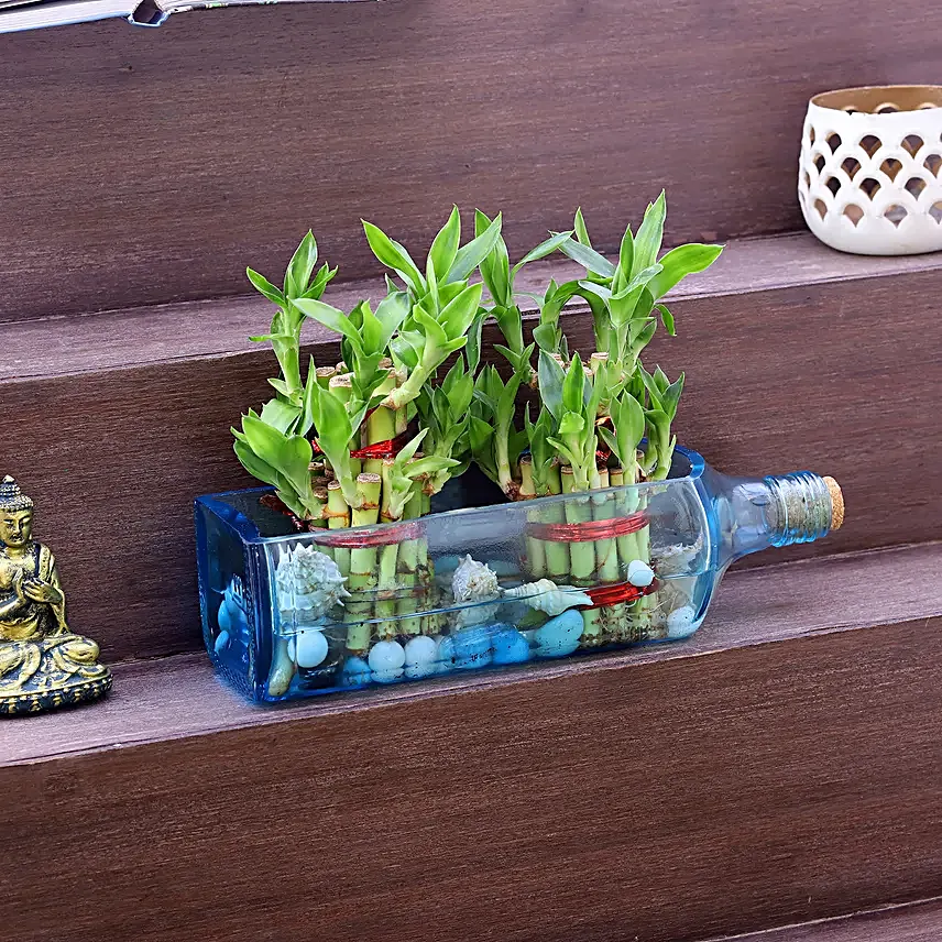Double Lucky Bamboo In Bombay Sapphire Bottle Planter:Terrariums Plants