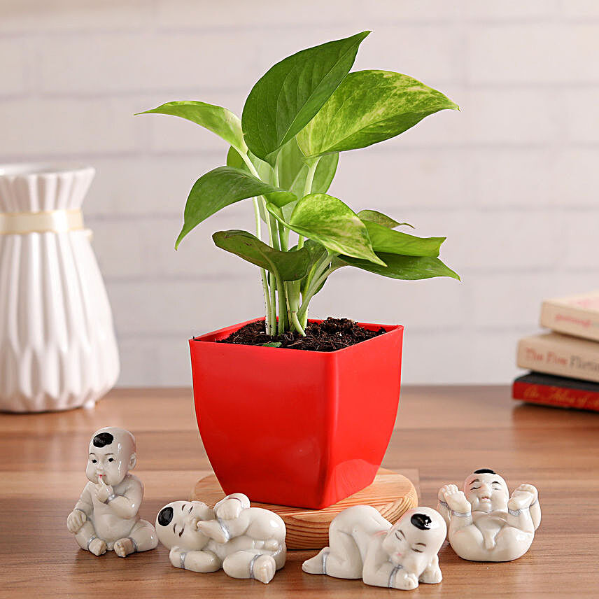 Lucky Money Plant With Baby Buddha Figurines Hand Delivery