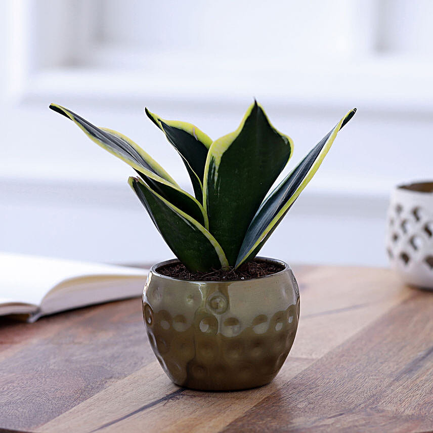 MILT Sansevieria In Gold Tone Hammered Pot