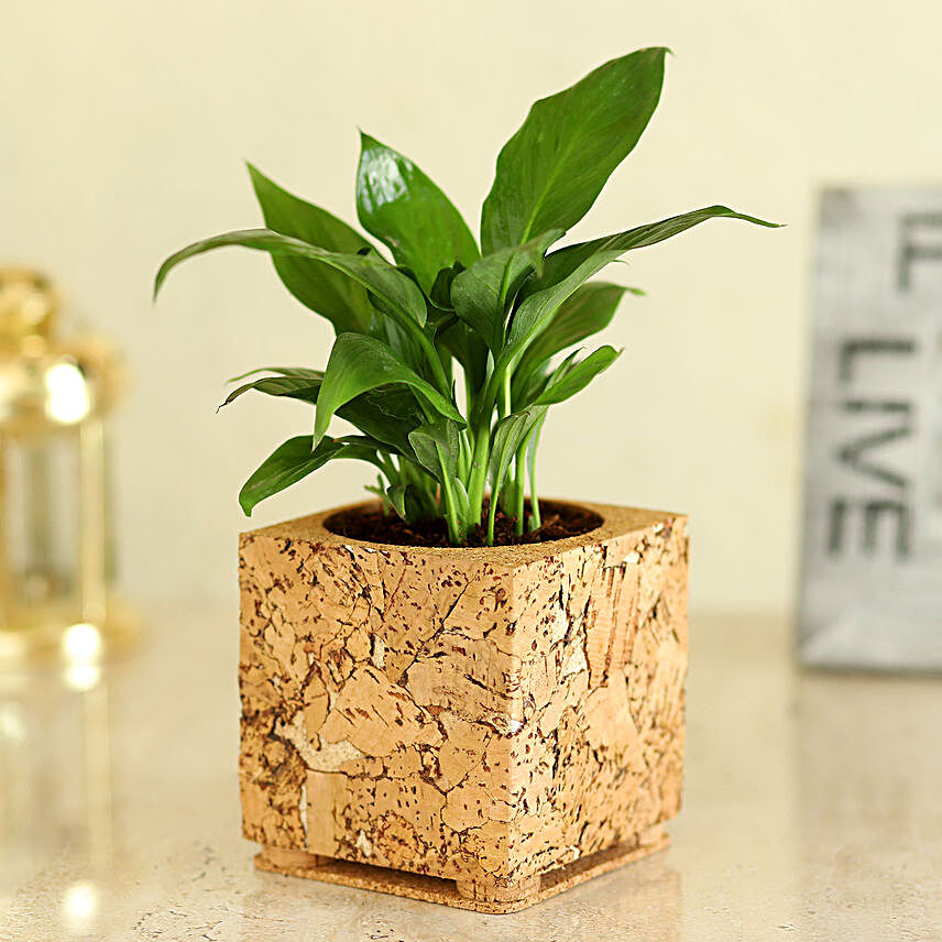 Peace Lily In Square Shaped Planter Hand Delivery:Wooden Planters