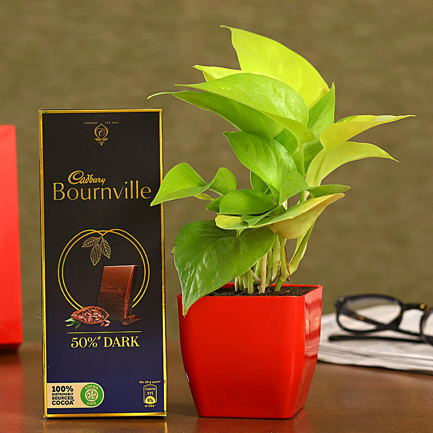 Beautiful Plant Cadbury Bournville:Dark Chocolates