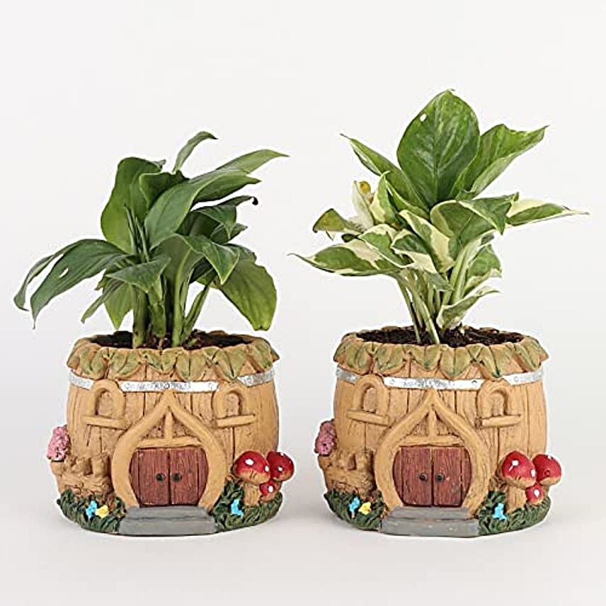 peace lily n white pothos set of 2
